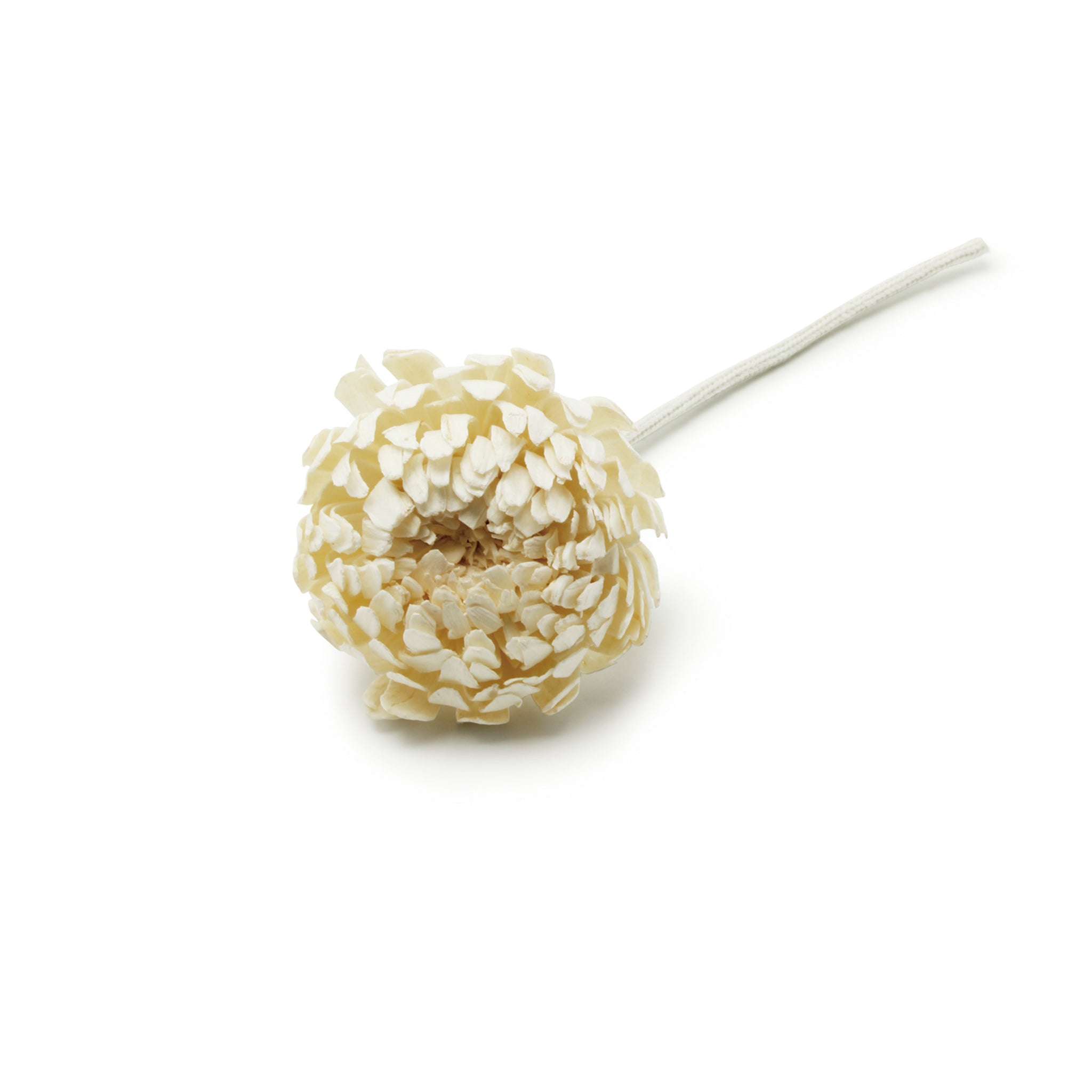 Figment Sola Flower - Chrysanthemum