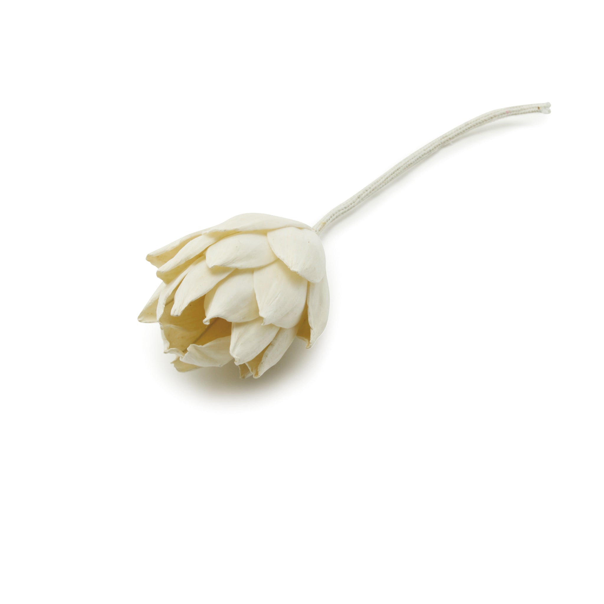 Figment Sola Flower - Chrysanthemum