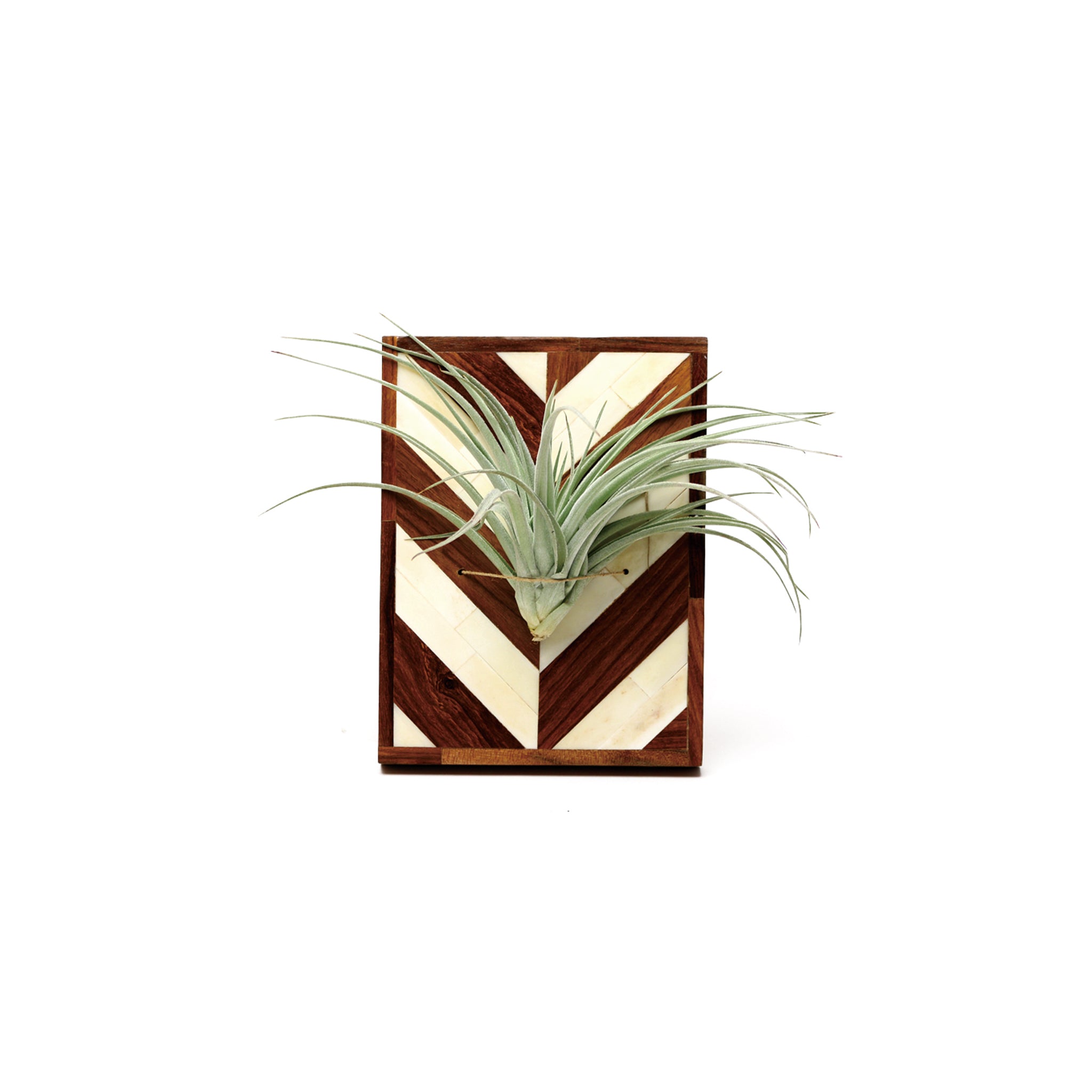 Air Plants Holder - S