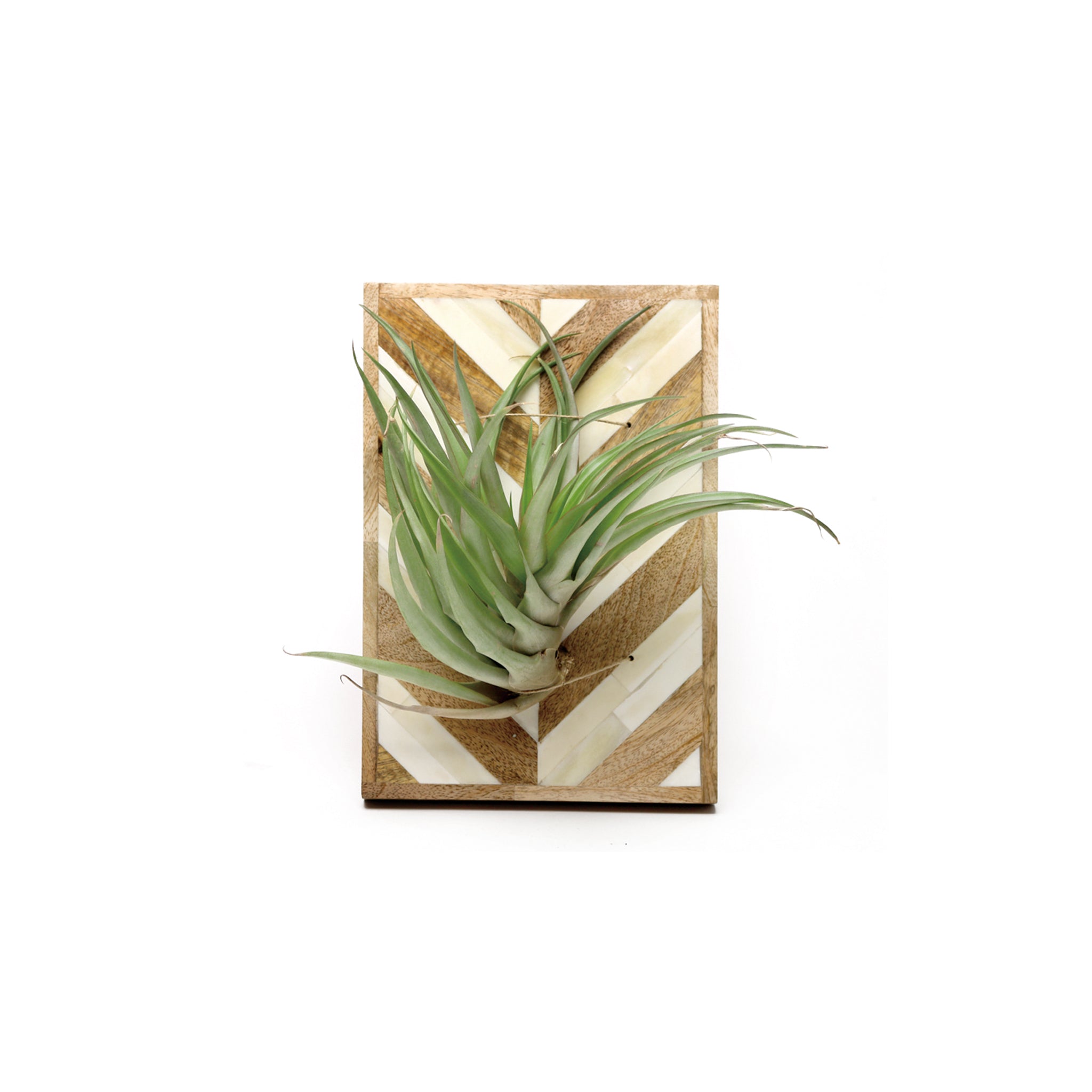 Air Plants Holder - L