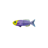 Helfrichi Firefish Fish Magnet
