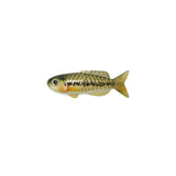 Largemouth Bass Fish Magnet