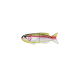 Rainbow Trout Fish Magnet