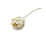 Figment Sola Flower - Chrysanthemum