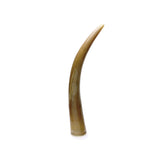 White Horn Tusk